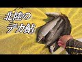 【鮎釣り】北陸のデカ鮎