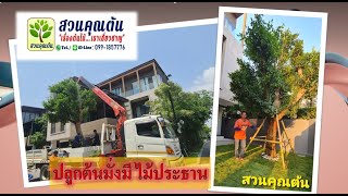 3job จบในวันเดียว ปลูกต้นมั่งมี เป็นไม้ประธาน