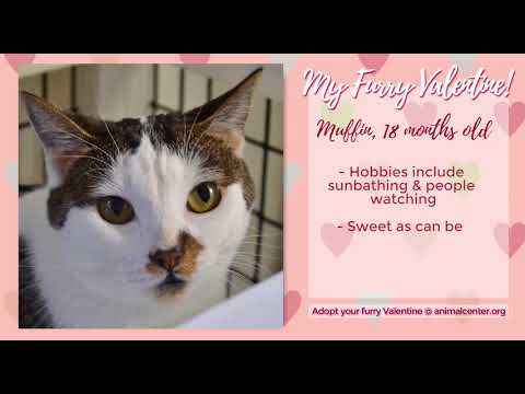 Pet Cat Video Profile: Muffin