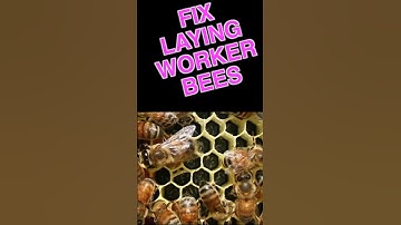 Beekeeping Tips For Fixing A Hive With Laying Workers