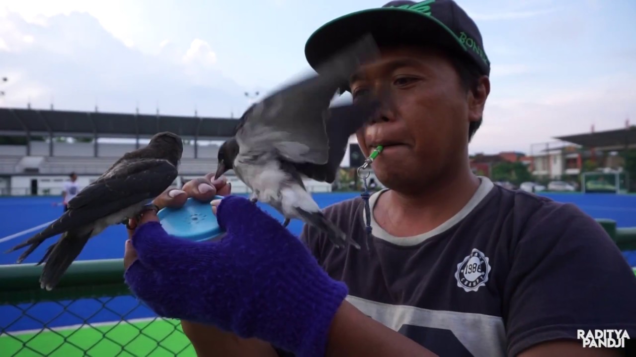 Barn Swallow Vs Kekep Babi By Kang Rimbun