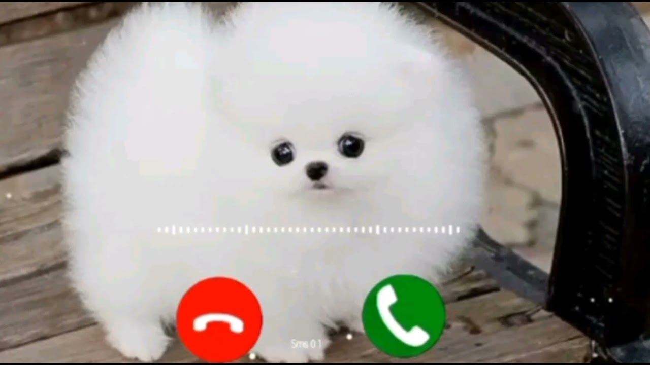 Best Ringtone New Ringtone 2021 Funny Ringtone YouTube