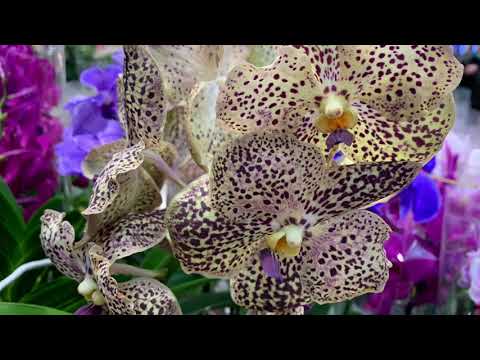 НОВЫЙ OBI в КАЗАНИ❗️Выбор и ассортимент ОРХИДЕЙ поражает😱 ВАНДА МИЛЬТОНИЯ КАМБРИЯ Ф. СИНГОЛО и мини