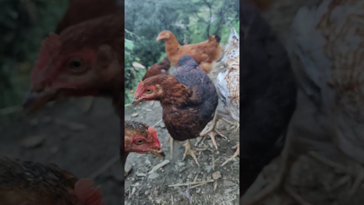 Start with ONE Little Hen and Watch Your Flock Grow Overnight 🐓#freerangechickens #backyardchickens