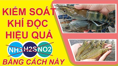 KHÔNG CÒN LO KHÍ ĐỘC NH3 NO2 H2S TRONG AO NUÔI TÔM- ĐÃ CÓ CÁCH| Âu Mỹ AEC|VI SINH NUOI TOM|ZP-US