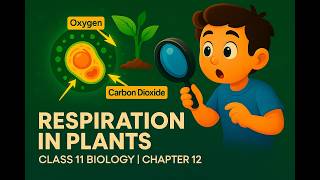 Respiration in Plants 🌱 | Class 11 Biology Chapter 12 | Quick Revision 💯