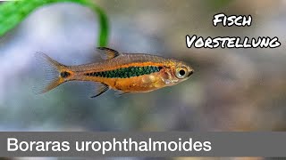 Boraras Uropthalmoides - Längsband-Zwergbärbling | Liquid Nature Fisch Vorstellung