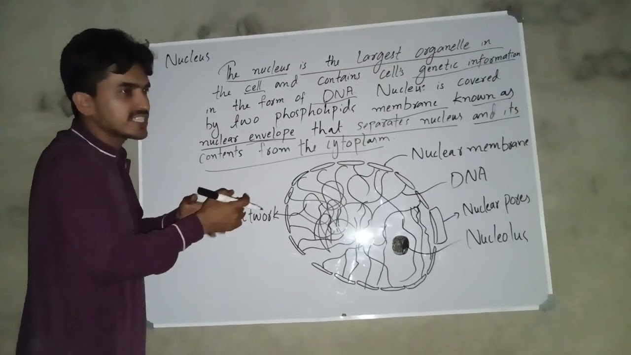 Chapter no. 4 cell Nucleus 