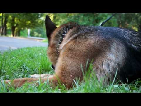 Posh Spiked Leather German Shepherd Collar For Daily Walking 