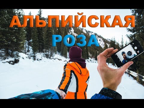 Альпийская Роза 2015