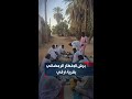 بين أشجار النخيل الباسقة لقطات تظهر أجواء برش الإفطار الرمضاني بقرية أرقي شرق الدبة شمال السودان