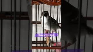 100 Ampuh Pancingan Ciblek Agar Cepat Bunyi Gacor Dan Nembak Ngebren Panjang  Kicau Tembak