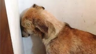 Эту собаку взяли из приюта, но она сутками смотрела в стену, пока хозяева не придумали это!