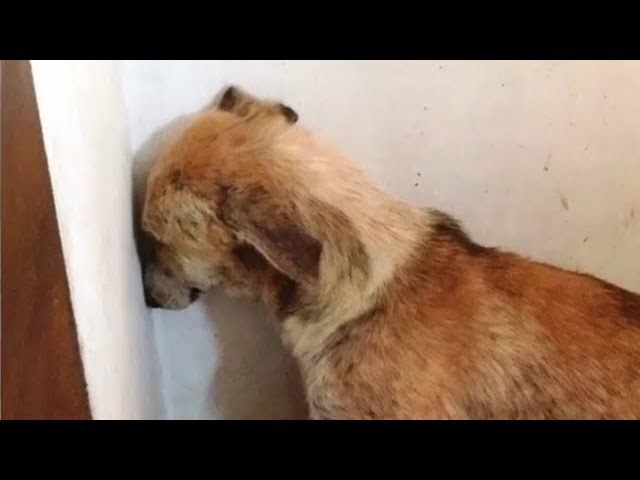 собака боится всего нового почему собака всего боится