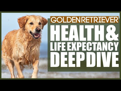 Vídeo: Golden Retriever Dog Breed Hypoallergenic, Health And Life Span