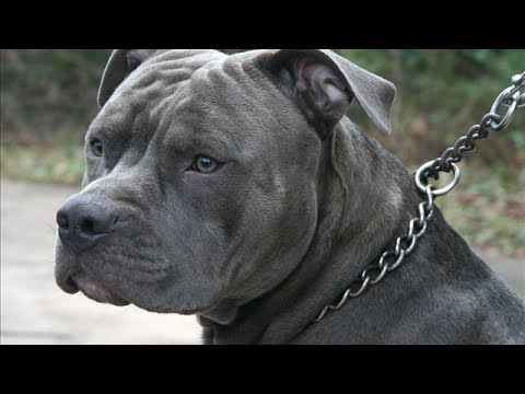 პიტ ბულლ ტერიერი/Pit Bull Terrier
