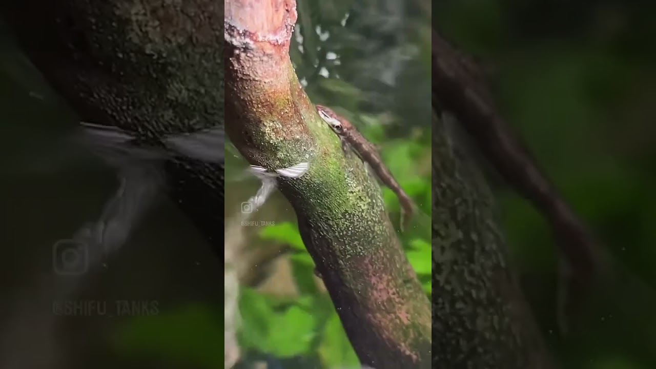 Psilorhynchus sucatio, also known as 