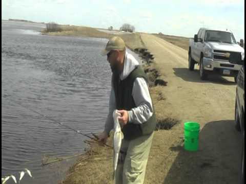 Shore Fishing Walleyes