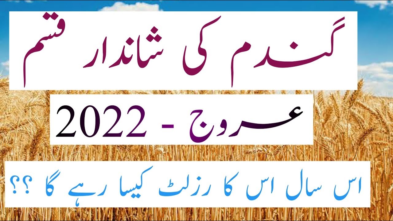 new wheat variety arooj 2022 | salient features of arooj 2022 wheat