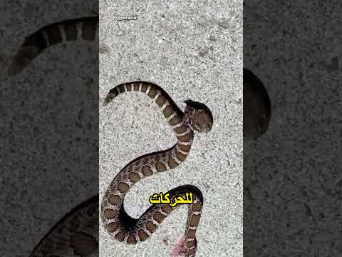 لماذا لا يجب أن تلمس رأس الأفعى؟ 🐍⚠️