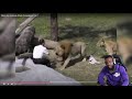 SOME PEOPLE JUST STUPID! When Zoo Animals Attack Compilation Part 1