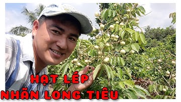 Cây Nhãn long tiêu hạt lép | 0386569374 - Ngọc Ngân Bến Tre | Chuyên cây độc lạ