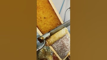 Honey 🍯 uncapping . So satisfying