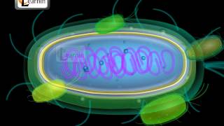 Monera | Bacteria | Kingdom of Life | Biology | Elearnin