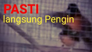 Suara Pancingan Murai agar Cepat Birahi dan Kawin