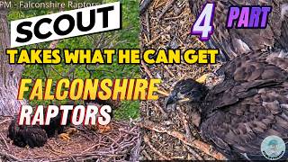 SUNDAY LEAVES SOME BEHIND .. SCOUT TRIES🦅 FALCONSHIRE RAPTORS 🦅  5/19/ 26  PART 4