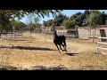 FANDANGUERO MG II - Yeguada El Cincuenta