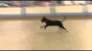 Staffie Pup Recall Training