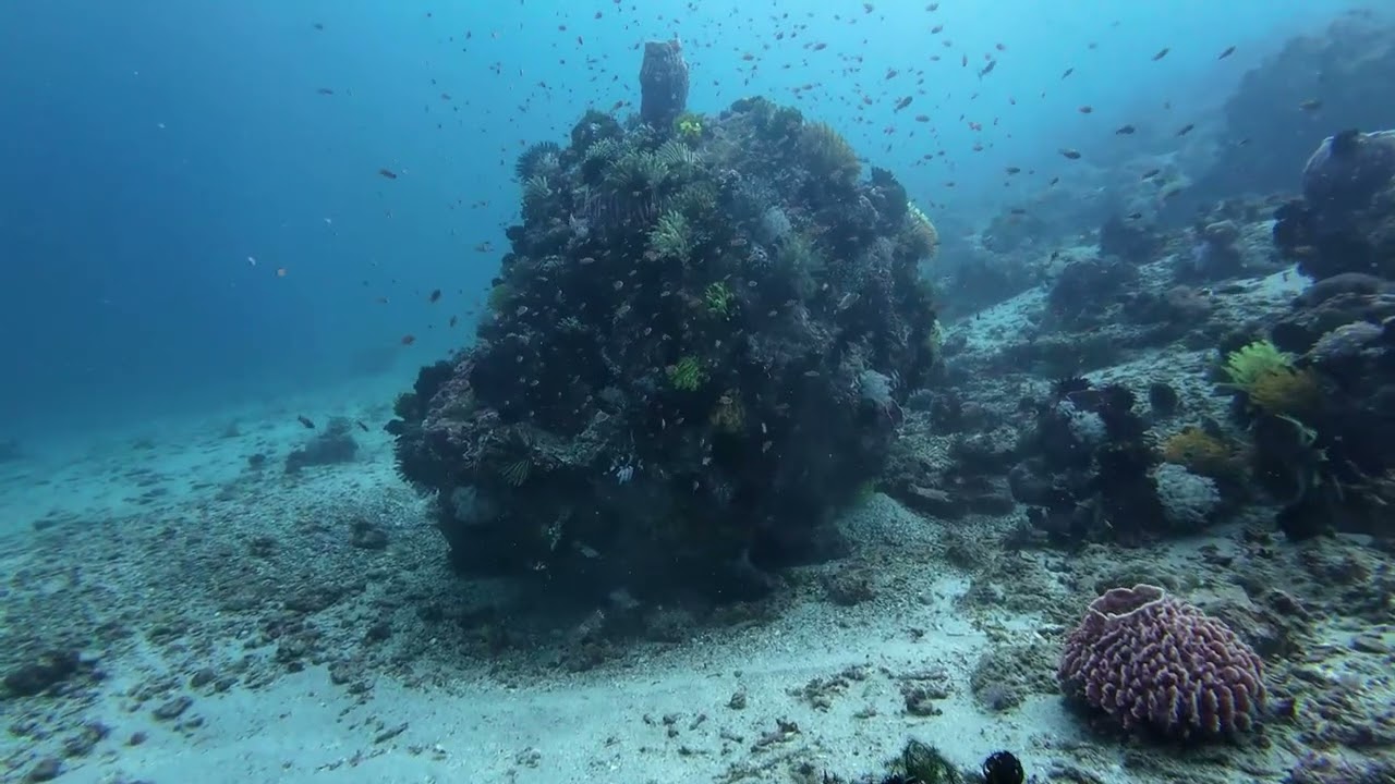 Capt'n Gregg's Dive Resort.  PHIDEX and UK Go Diving Show teaser.
