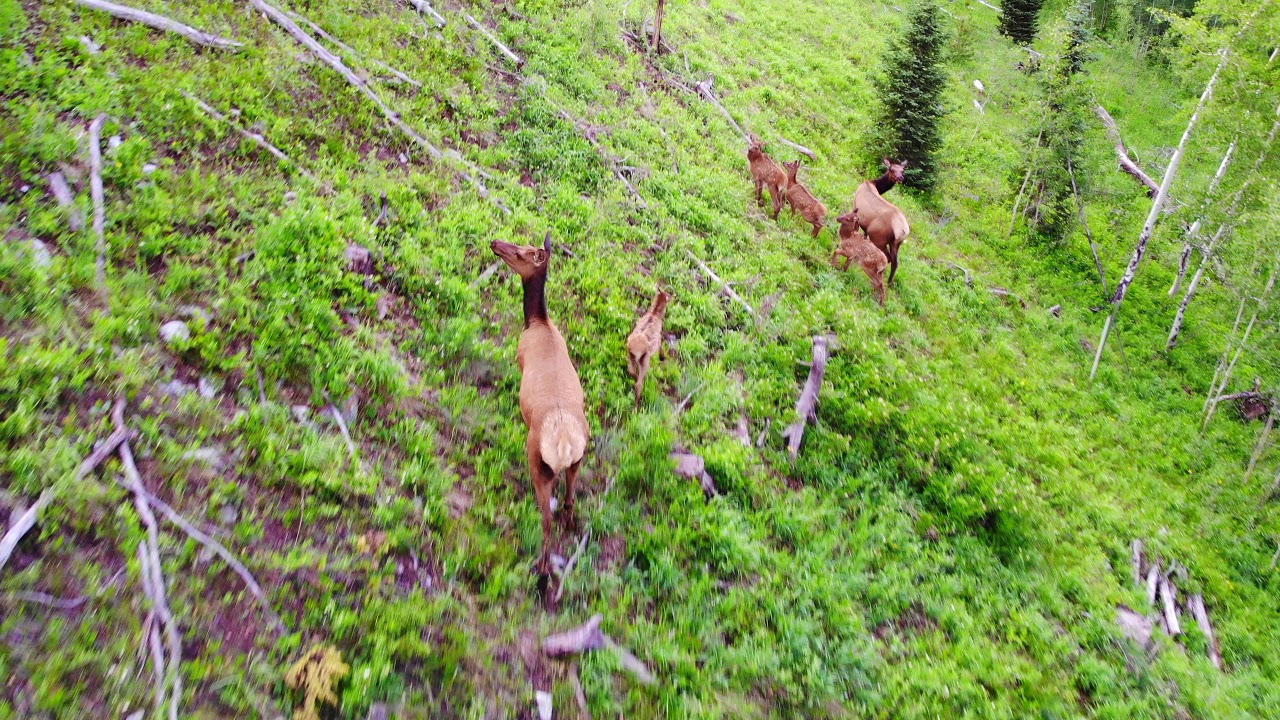 Drone Footage of Silverthorne Colorado || Moose, Elk, Deer || DJI Mavic Air
