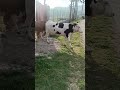 Animals Cow اهلی گاو حیوانات Nature Funny وحشی اردک سگ Animals Cow اهلی گاو حیوانات Nature Funny وحشی اردک سگ