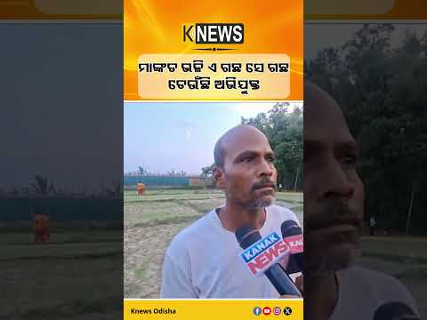 ମାଙ୍କଡ ଭଳି ଏ ଗଛ ସେ ଗଛ ଡେଉଁଛି ଅଭିଯୁକ୍ତ #knewsodisha