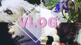 VLOG: Кабанери, Юри на льду, Принц страйда🤔Куча сериалов🔥💘Книги🎉