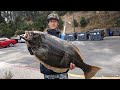 Fishing Swimbaits for Keeper Halibut: Nonstop Action!