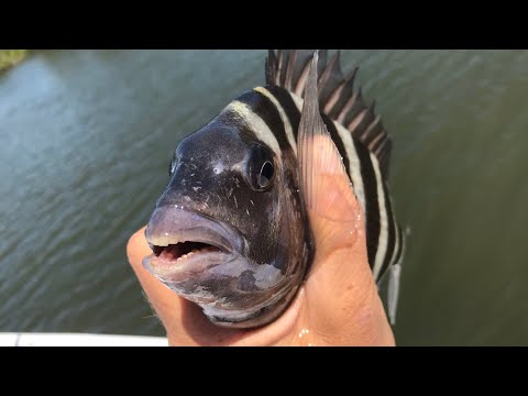 Saltwater fishing inshore along the Halifax River in Daytona Beach.