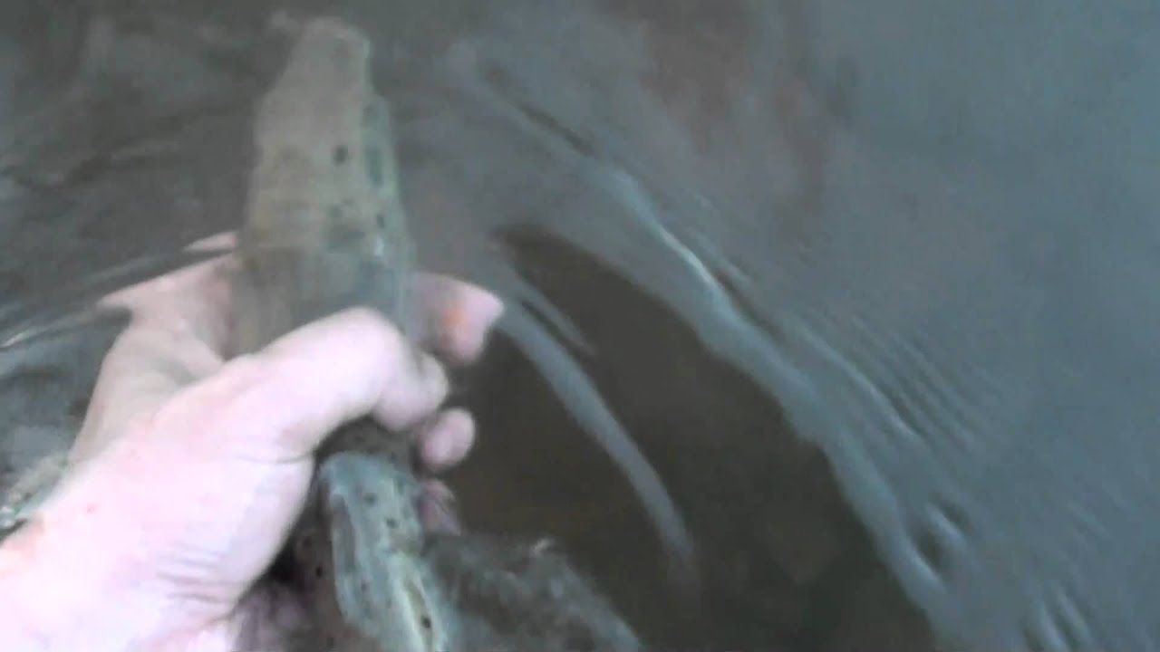 truite farios du cantal