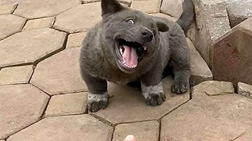 Chào các em anh là Dúi siêu kute 🤓 | Nguyễn Văn Dúi | Ngôi Sao Mới Nổi