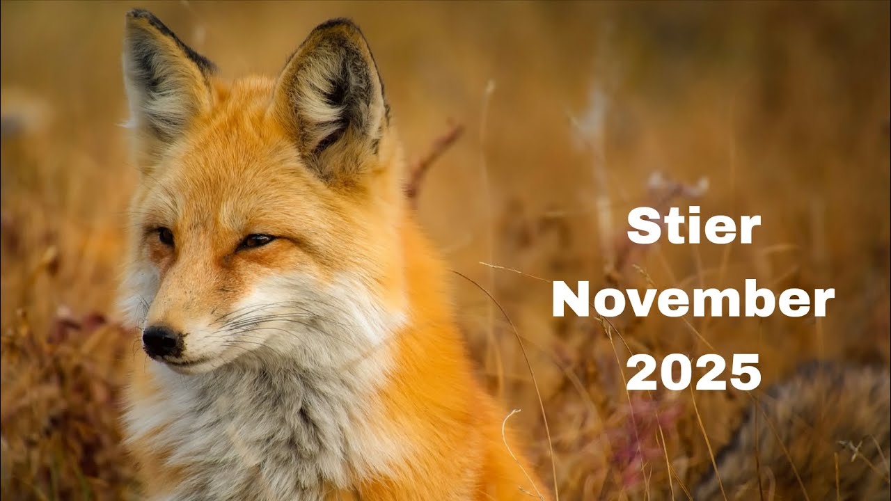 Kaartlegging voor het sterrenteken Stier - November 2025 ♉️