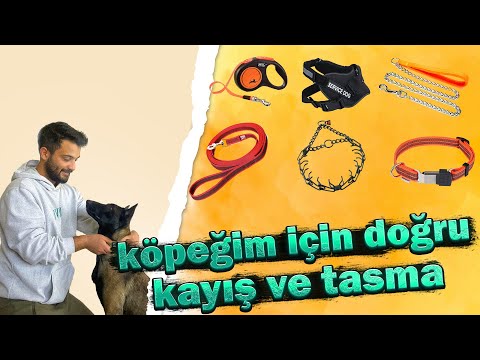 Video: Köpeğimin Kulak Kabı Neden Olur ve Ne Yapabilirim?