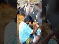 மிக குறைந்த விலையில் பால் கறவை இயந்திரம் விற்பனைக்கு Mini Milking Machine sales | ARG #dairyfarm