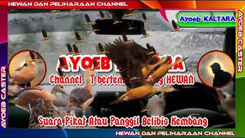 Suara Pikat Atau Panggil Belibis Kembang @ayoebcaster