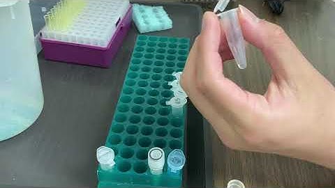 Lab Demo: DNA Forensics Gel Electrophoresis