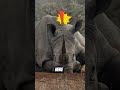 Rhinos Don’t Poop Anywhere… Here’s Why 🤯