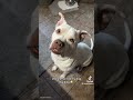 Using a voice filter on your dog #funny #comedy #comedymusic #biblethump #voicereveal #chuckles