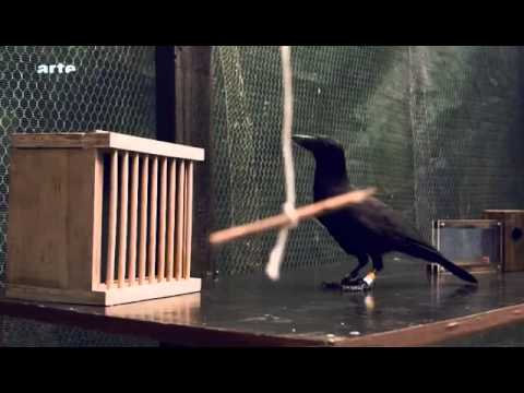 Vidéo: Corbeau Hérissé