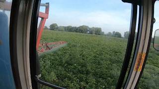 Last Blight Spray, OSR coming out,#farming #agriculture #farmer